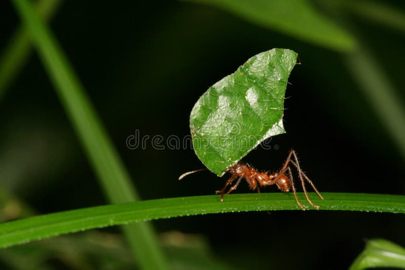 Foglia-taglio ant compimento di tagliare un pezzo di una foglia, il Venezuela, il Parco Nazionale Henri Pittier.