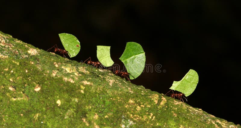 Leaf-cutting ants royalty free stock photography