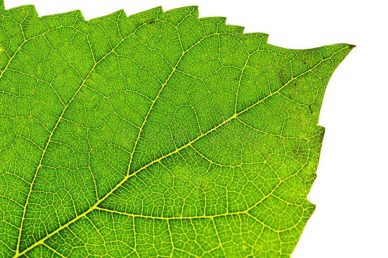 Leaf Detail stock photo. Image of outdoors, veins, green - 223534