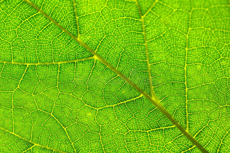 Leaf Detail