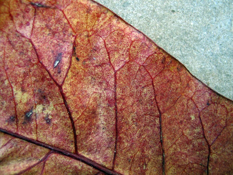 Leaf detail