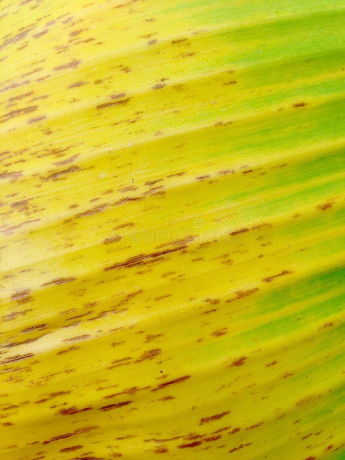 Banana leaf stock image. Image of banana, green, small - 48491605
