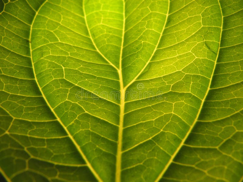 Leaf detail with shadows