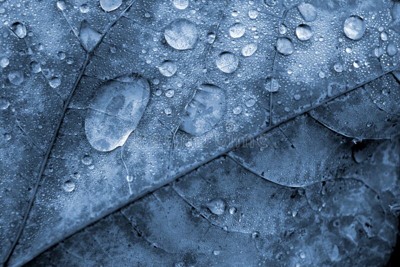 Leaf Detail with Water Droplets