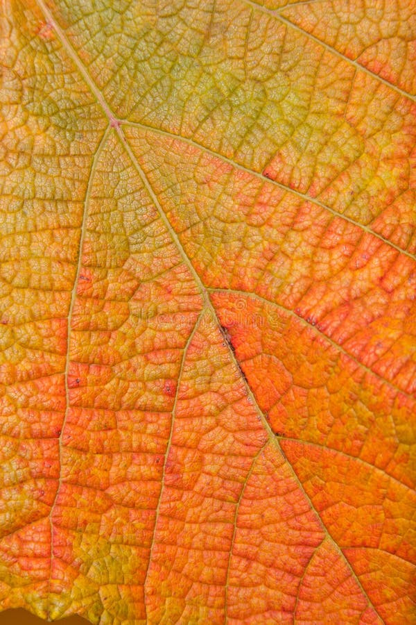 Leaf detail 22