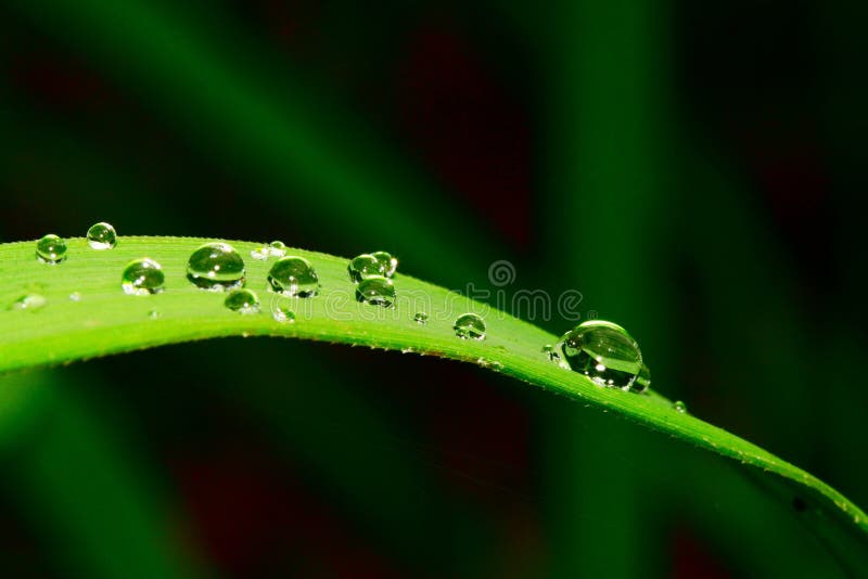 The leaf with dew