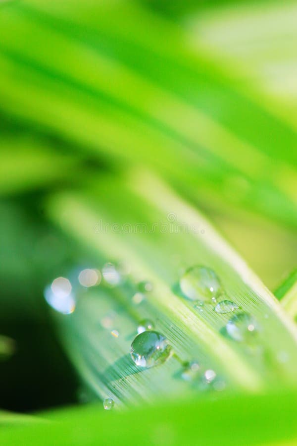 The leaf with dew