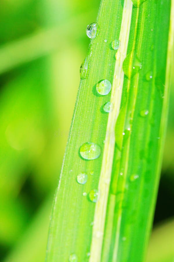 The leaf with dew