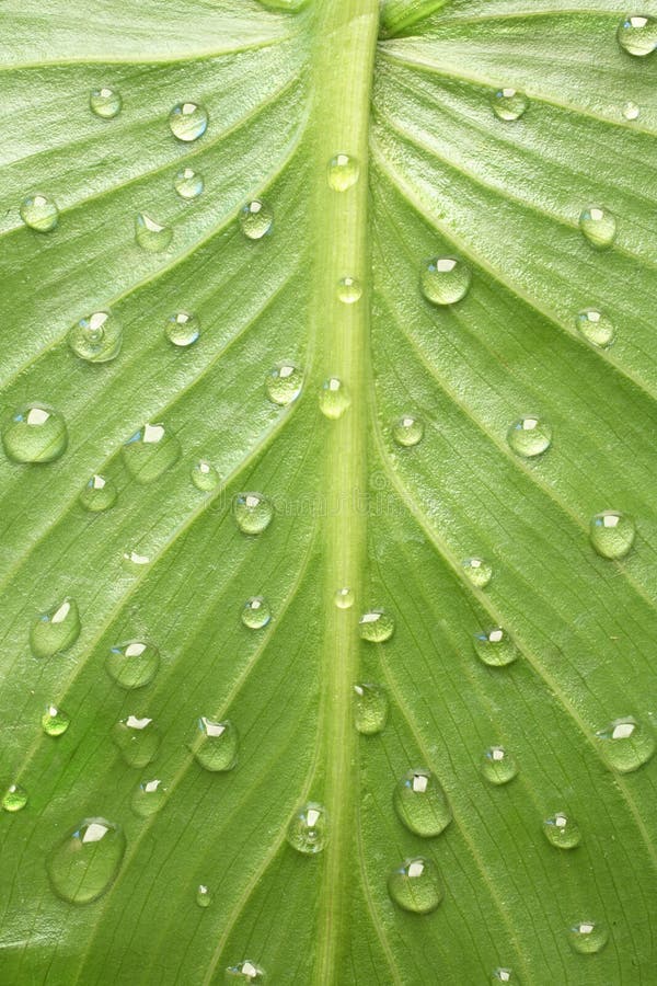 leaf with dew drop design