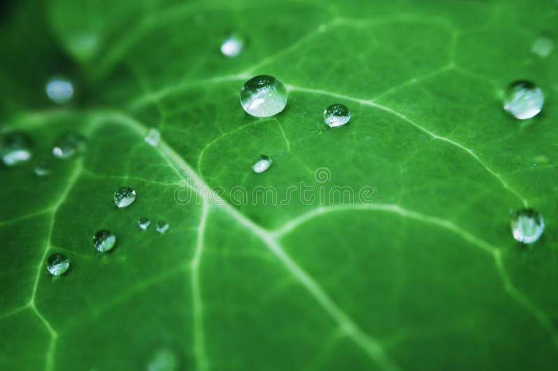 Leaf with dewdrops