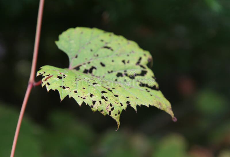 Leaf of Disease stock photo