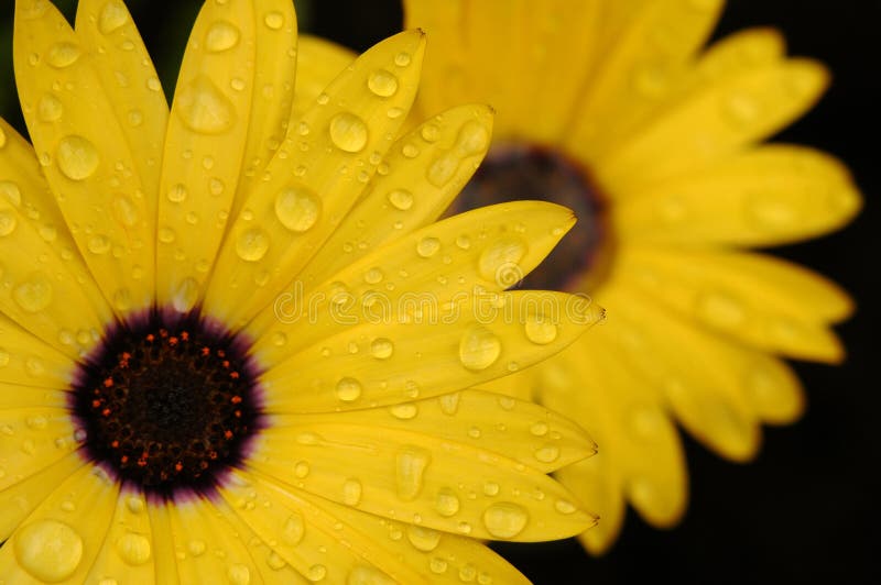 Leaf & drops