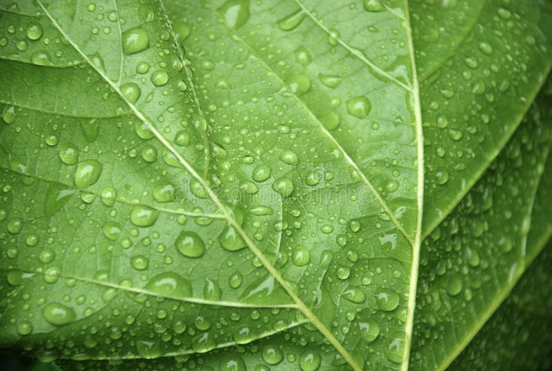 The leaf with drops