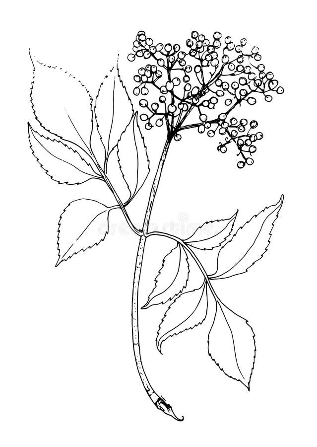 A Leaf with Elderberry Berries. a Hand-drawn Sketch-style Twig with ...