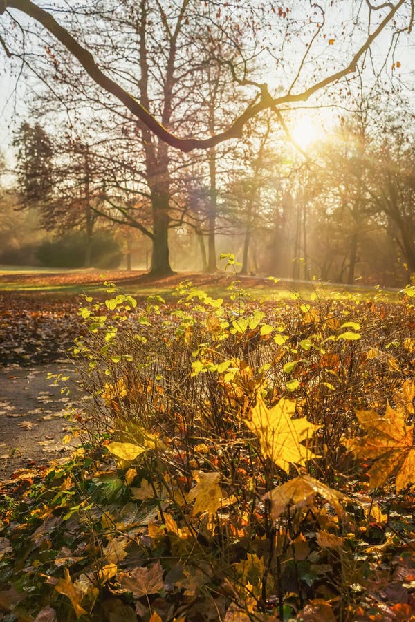 Sun Rays through Trees on Road Stock Photo - Image of parkway, rays ...