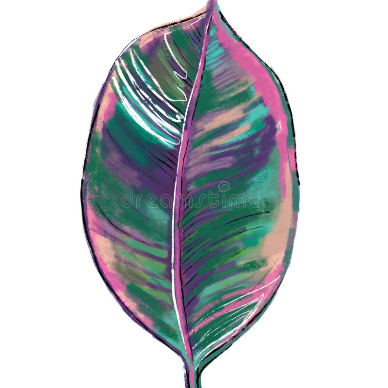 Leaf ficus elastica belize w zielonym różowym fioletowym kolorze. sztuka botaniczna ilustracja wektor