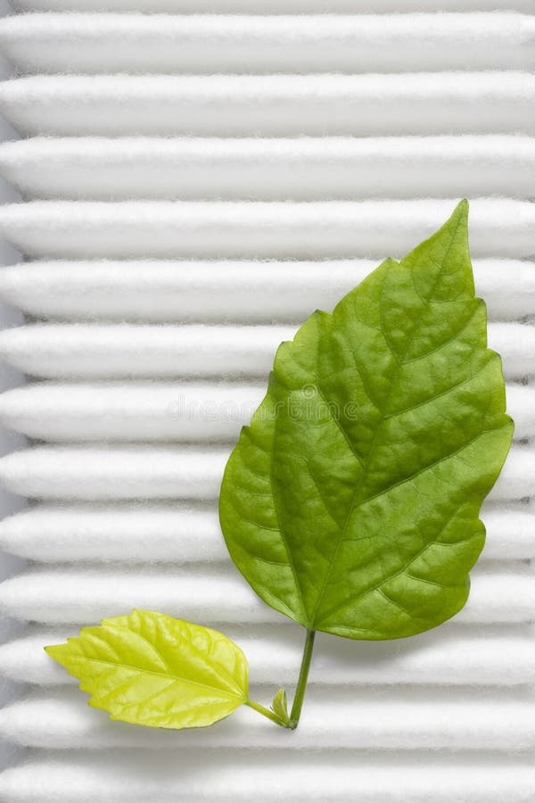 Leaf on filter stock photo. Image of filter, live, contrast 71327692