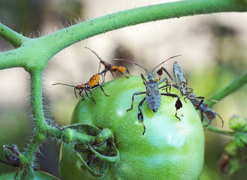 Leaf Footed Bug and Orange Nymph on Green Tomato