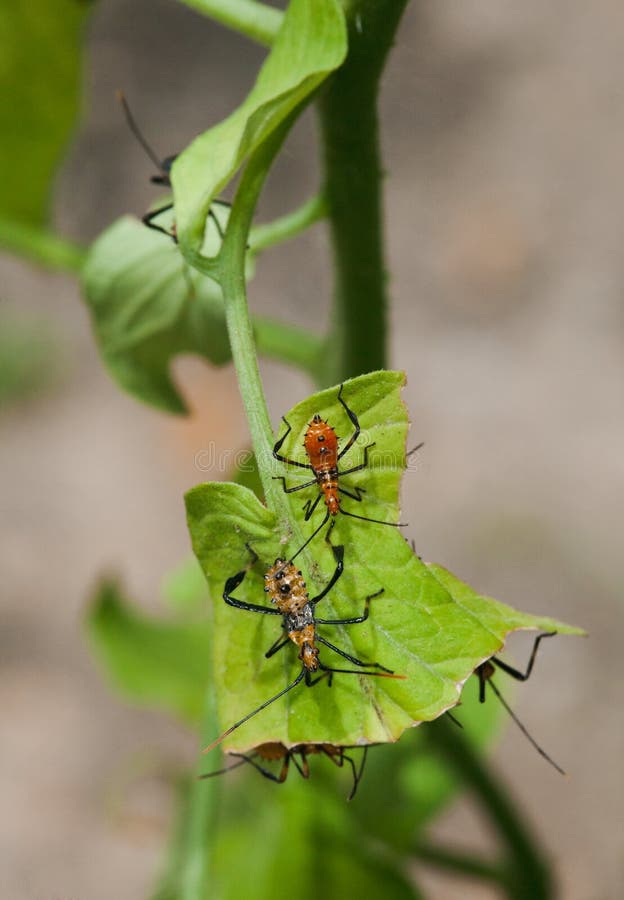 Leaf Footed Stink Bug Nymphs on Tomatoe Plant Leaf