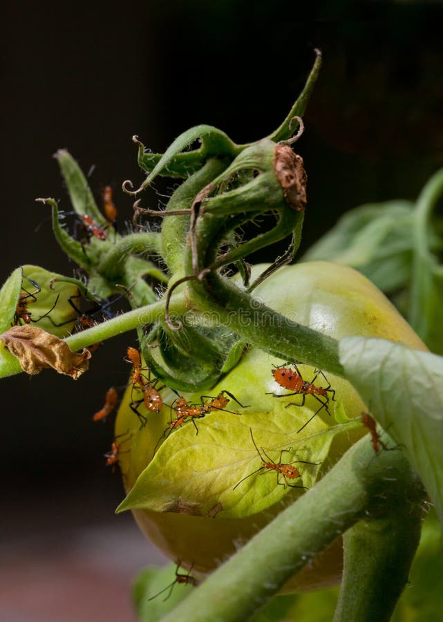 Leaf Footed Stink Bug Nymphs on Tomatoes