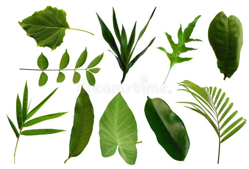 Leaf Frame or Leaves Decoration. Leaf on White Background. Stock Photo Image of botanical