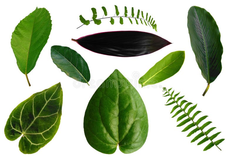 Leaf Frame or Leaves Decoration. Leaf on White Background. Stock Photo Image of floral, plant