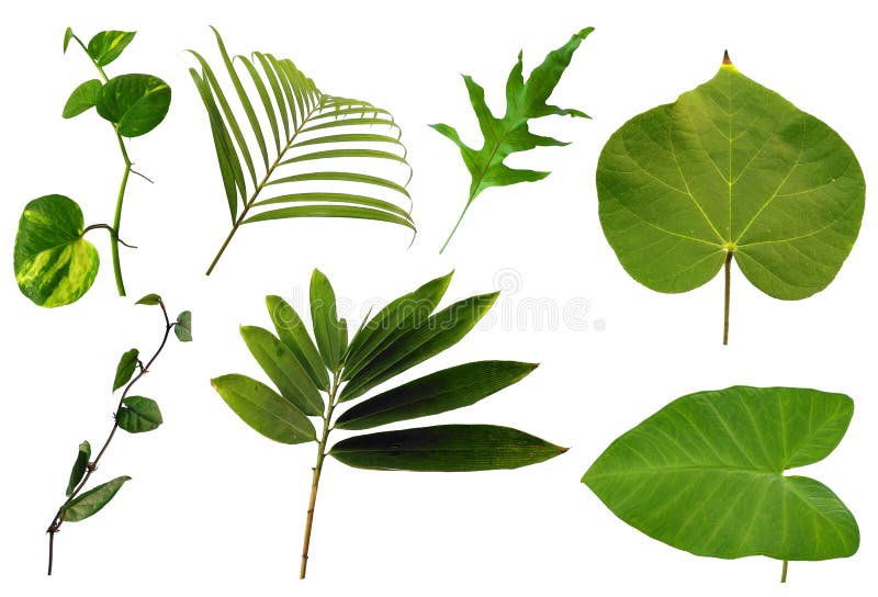 Leaf Frame or Leaves Decoration. Leaf on White Background. Stock Image Image of botanical