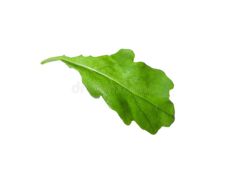 Roquette leaves hi-res stock photography and images - Alamy