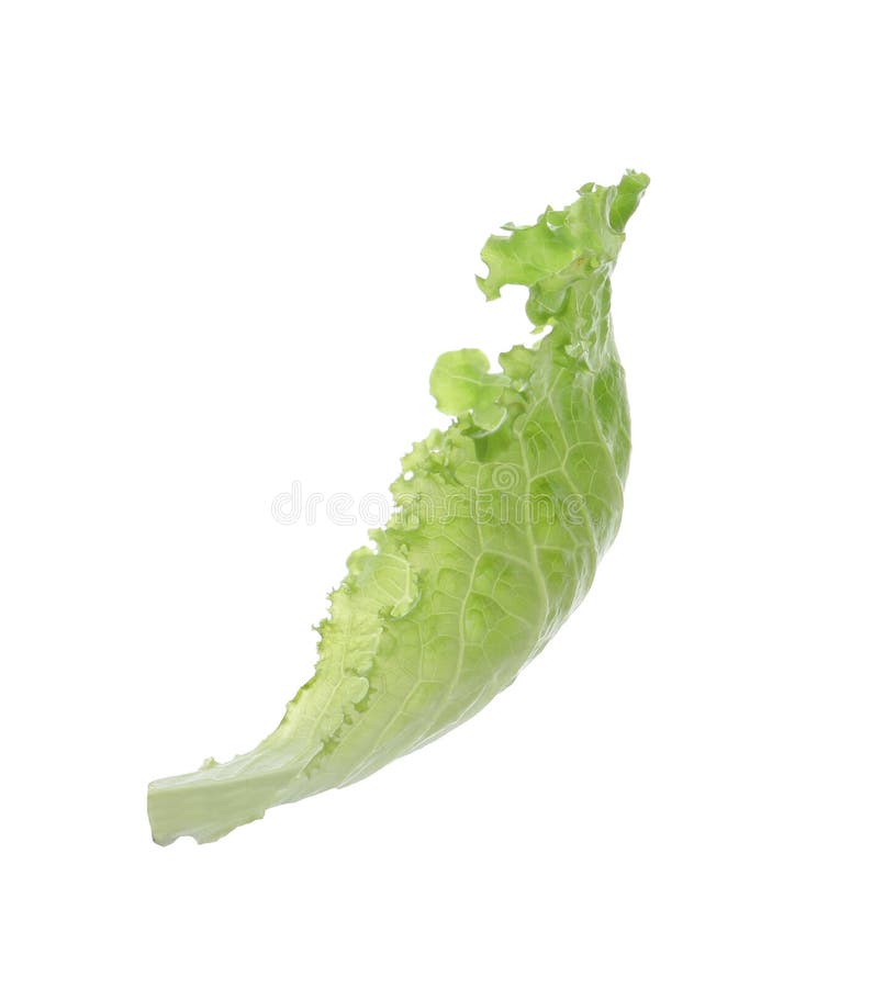 Leaf of Fresh Green Lettuce Isolated Stock Photo Image of cooking