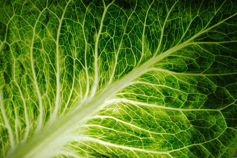 Leaf of a Fresh Green Salad Stock Photo Image of gourmet, green 4232886