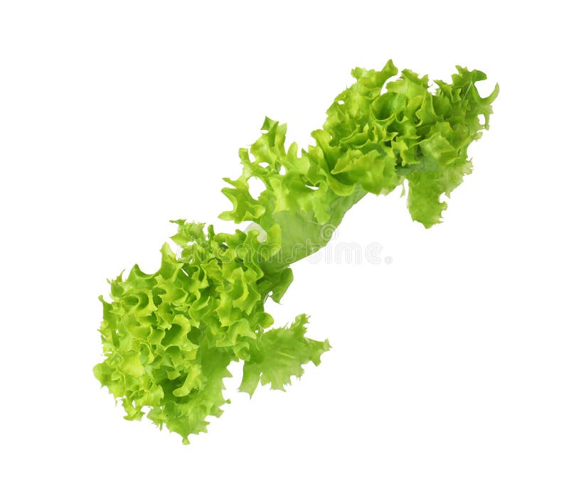 Leaf of Fresh Lettuce for Burger Isolated Stock Image Image of