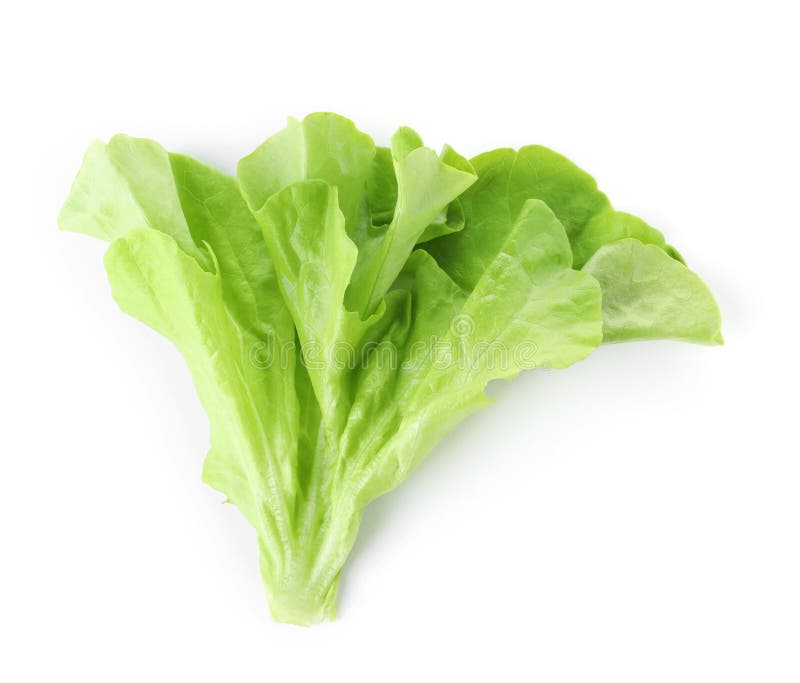 Leaf of Fresh Lettuce for Burger Isolated on White Stock Image Image