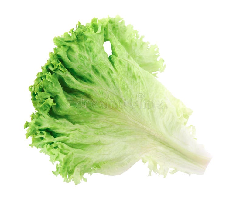 Leaf of Fresh Lettuce for Burger Isolated on White Stock Image Image