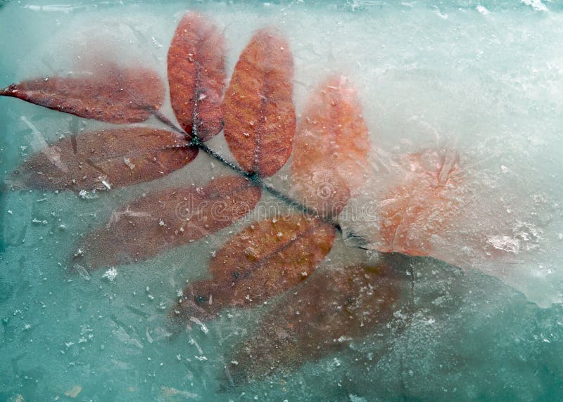 Leaf frozen in ice royalty free stock photos