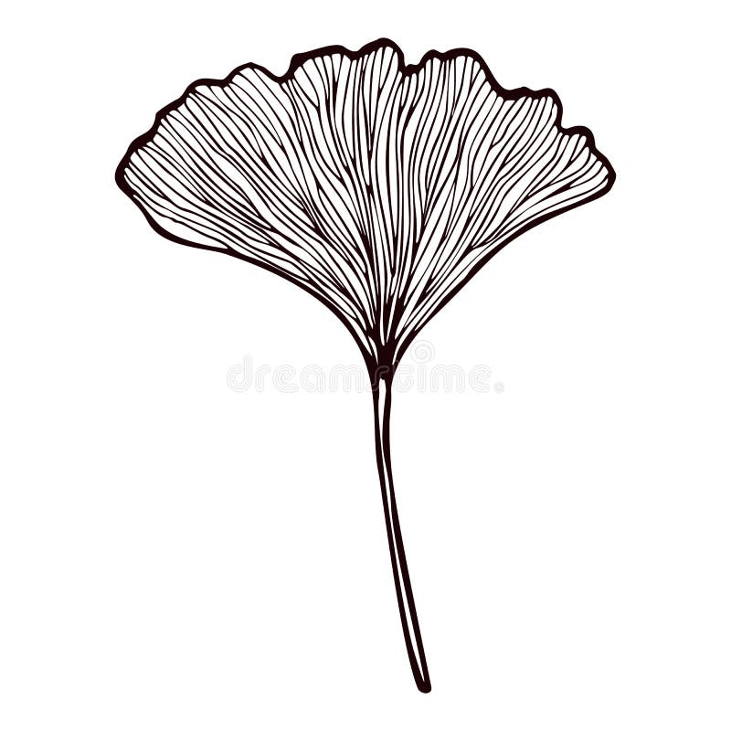 ginkgo tree by Gabriel Cece: TattooNOW