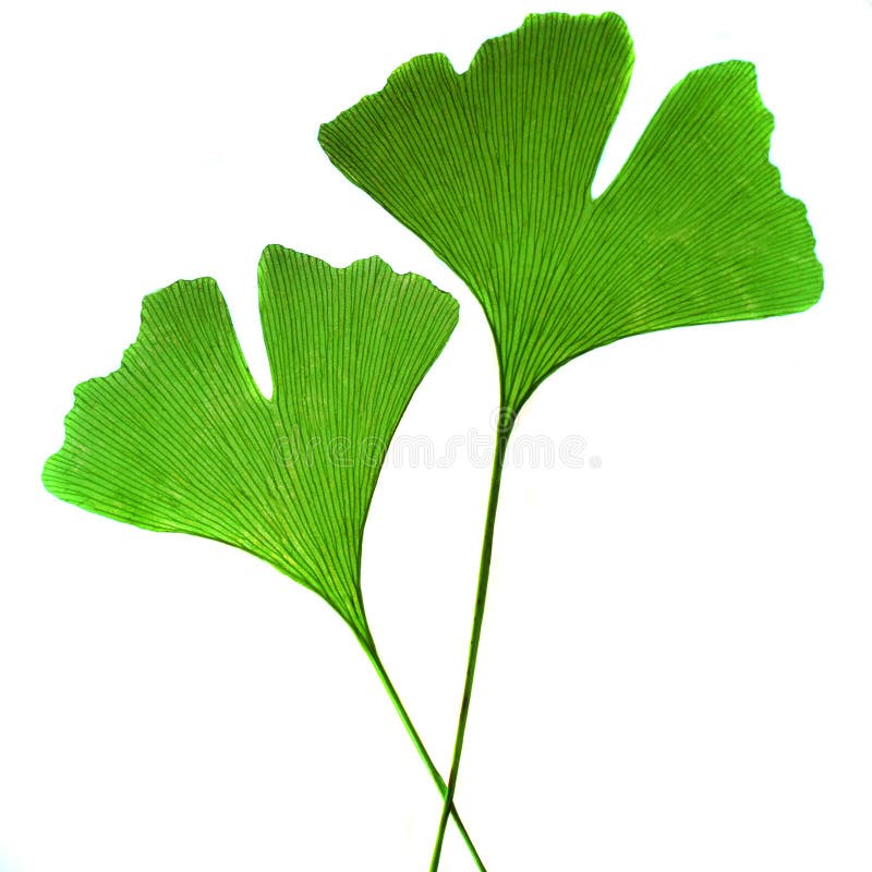 Leaf ginkgo bilobaz