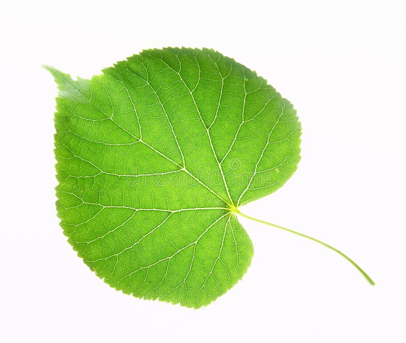 Leaf on a gleam