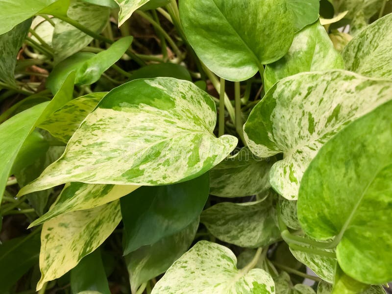 The leaf of  Golden pothos , this is green leaf detail of garden tree