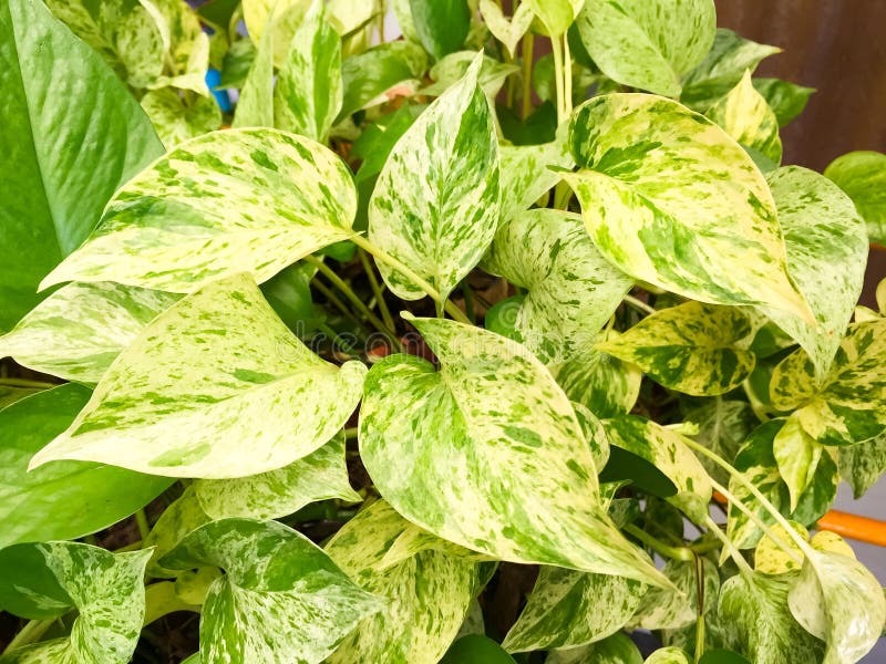 The leaf of Golden pothos , this is green leaf detail of garden tree