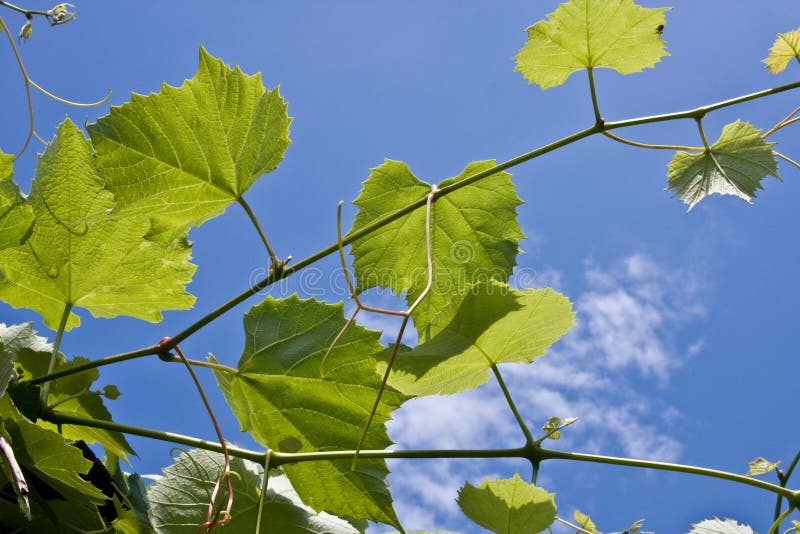 Leaf of grapes on a background of the sky