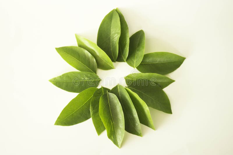 Leaf Green Concept White Background Stock Image - Image of plant, tree