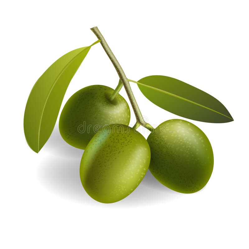 Leaf of Green Olives. Realistic Bottle of Olive Oil Branch. Vector
