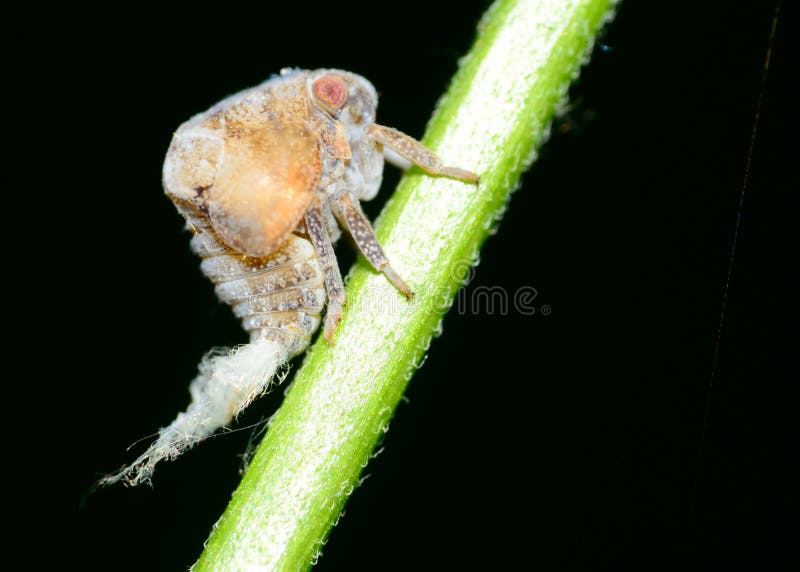 Leafhopper stock photo. Image of biology, planthopper 33637796