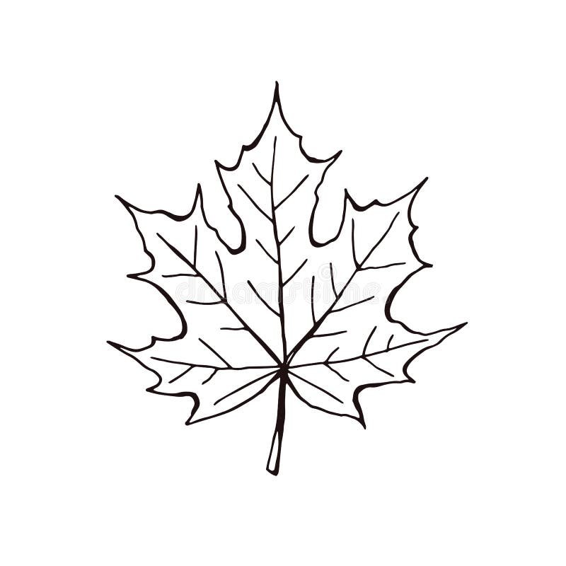 Leaf icon isolated