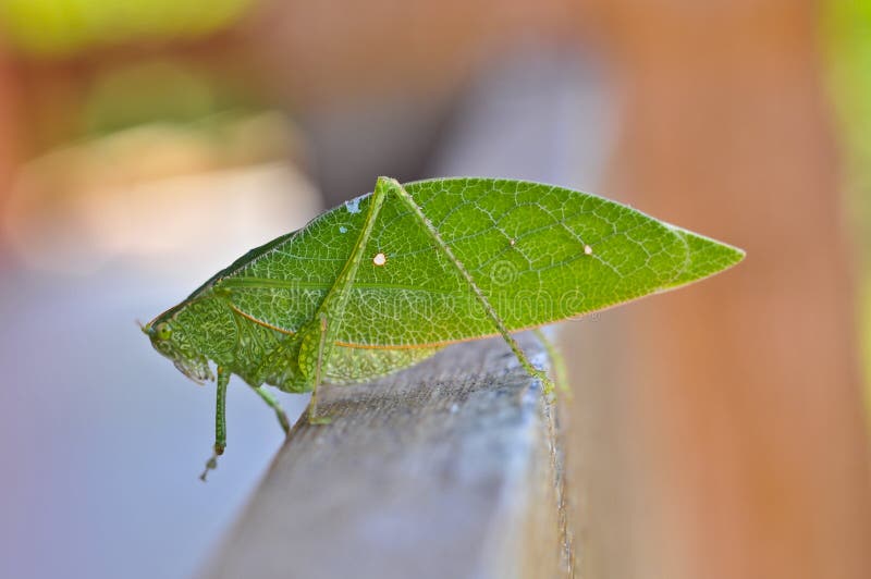 Leaf Insect