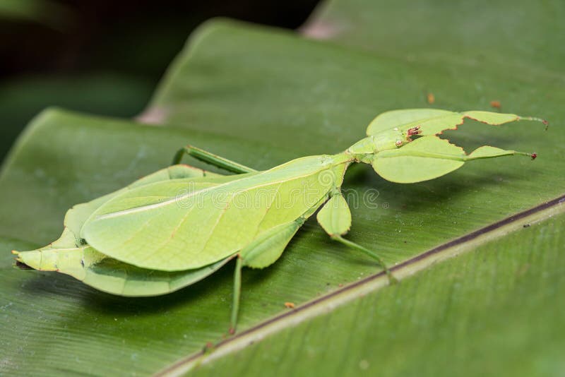 Leaf Insect.