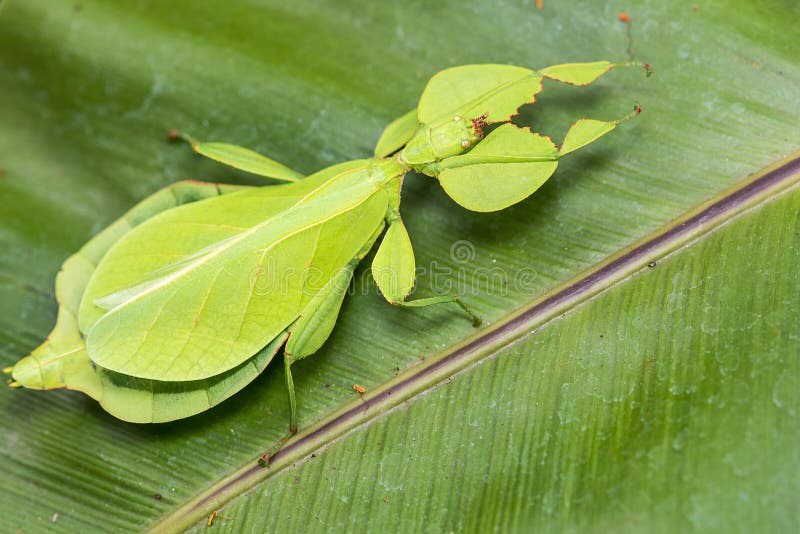 Leaf Insect.
