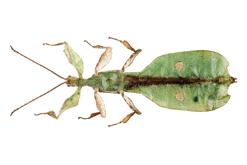 Leaf insect species Phyllium bioculatum male