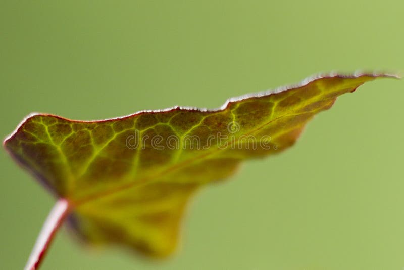 Leaf of Ivy
