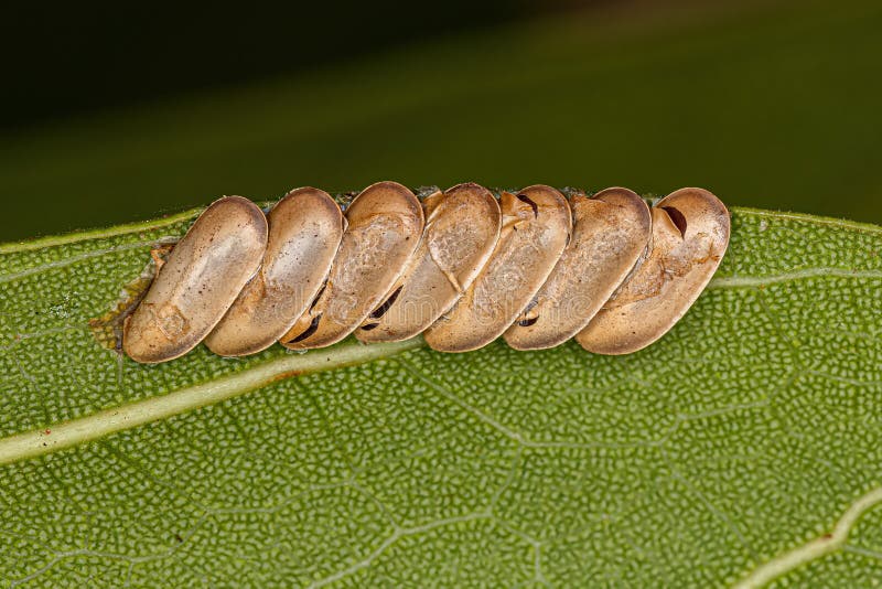 Leaf Katydid hatched Eggs stock photo. Image of cricket 255478672
